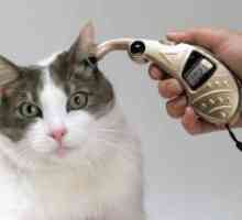 Što je tjelesna temperatura mačaka?