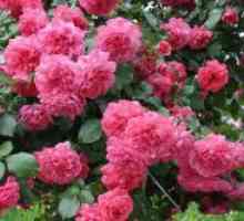 Koje su najviše nepretenciozan i zimski-Hardy ruže?
