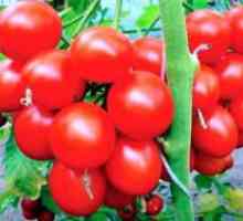 Koje su vrste rajčice najplodniji?