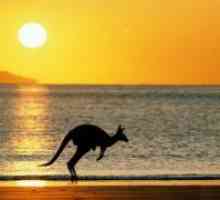 Što su životinje žive u Australiji?