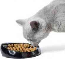 Što bolji hrana za mačke?