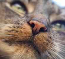 Što je nos bi trebao biti u zdravoj mački?