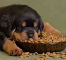 Što je suha hrana za pse je bolje?