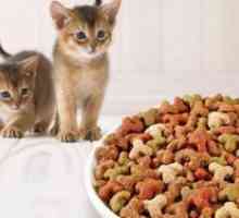 Koji je najbolji suha hrana za mačke?