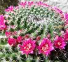 Kaktus kaktusa Mammillaria