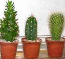 Kaktus - raznolikost i njegu