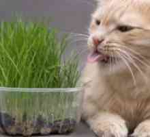 Kakav trave kao mačka?