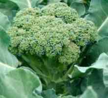 Brokula - sorti i hibrida