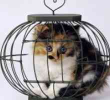 Cage za mačke