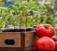 Kada sadnje sadnica rajčice?