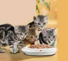 Konzervirana hrana za mačke