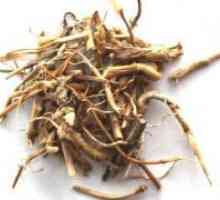 Korijen wheatgrass - ljekovita svojstva i kontraindikacije