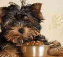 Hrana za pse Royal Canin