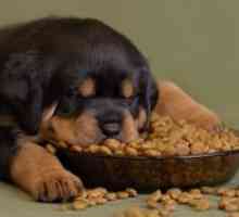 Holistički hrana za pse