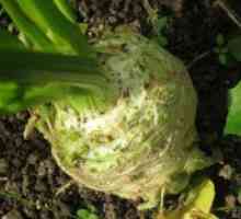 Celer korijen - uzgoj iz sjemena