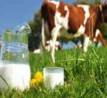 Kravlje mlijeko - koristi i štete