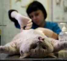 Mačka nakon sterilizacije
