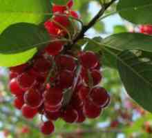 Crvene trešnje - koristi i štete
