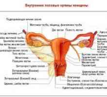 Okrugli ligament maternice