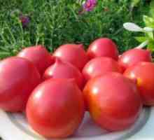 Veliki Crni sorti rajčice Sibirski uzgoj