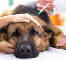 Liječenje piroplasmosis u pasa kod kuće