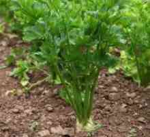 Celer list - uzgoj sjemenja, kada saditi?