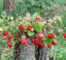 Meadow jagode - korisna svojstva