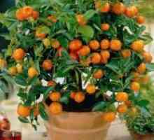 Tangerine stablo - skrb