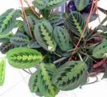 MARANTA trobojnica - molitva biljka