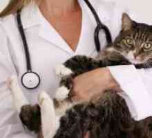 Mastitis kod mačaka - Liječenje