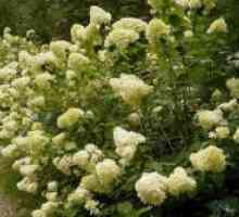Hortenzija paniculata - priprema za zimu