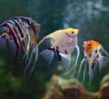 Mirno akvarijske ribe