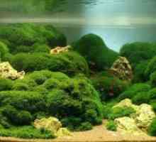 Moss Akvarij