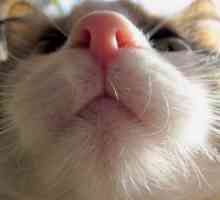 Mokri nos od mačke