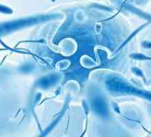 Morfologija spermija