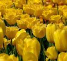 Je li moguće da se dobiju žuti tulipani?