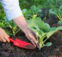 Je li moguće zasaditi povrće na pun mjesec?