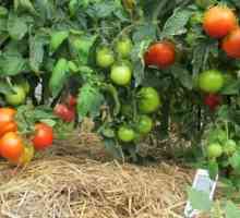 Usitnjavanje rajčice u stakleniku