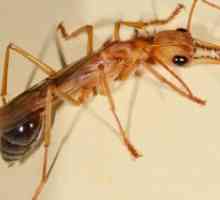 Mravi s krilima u kući - kako da biste dobili osloboditi?