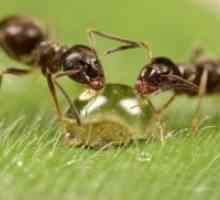 Mrav ulje protiv rast kose