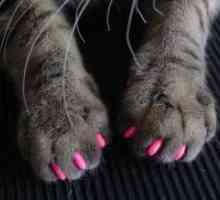 Podstava nokte za mačke