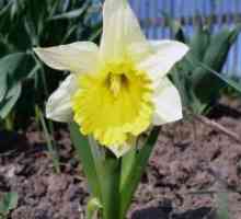 Narcisi - sadnja i njega na otvorenom polju