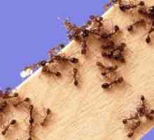 Narodna lijek protiv mrava
