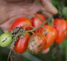 Folk lijekovi za kasne snijeti na rajčice