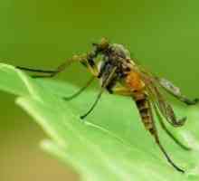 Folk lijekovi za ujeda komaraca