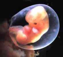 Ne vizualizirati embrija