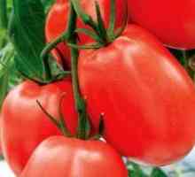 Low-uzgoj rajčice za otvorenom terenu