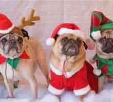 Božićni kostimi za pse