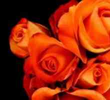 Narančaste ruže