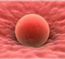 Ključni znakovi ovulacije
